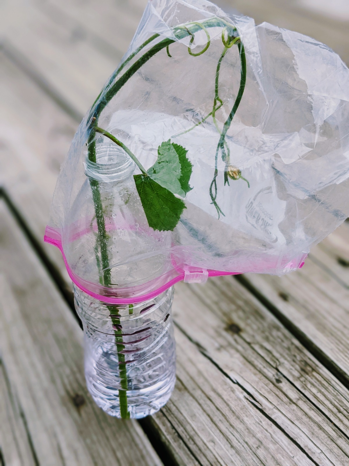 Trying my best to learn how to propagate grapes with the water bottle and plastic baggie method of rooting cuttings.