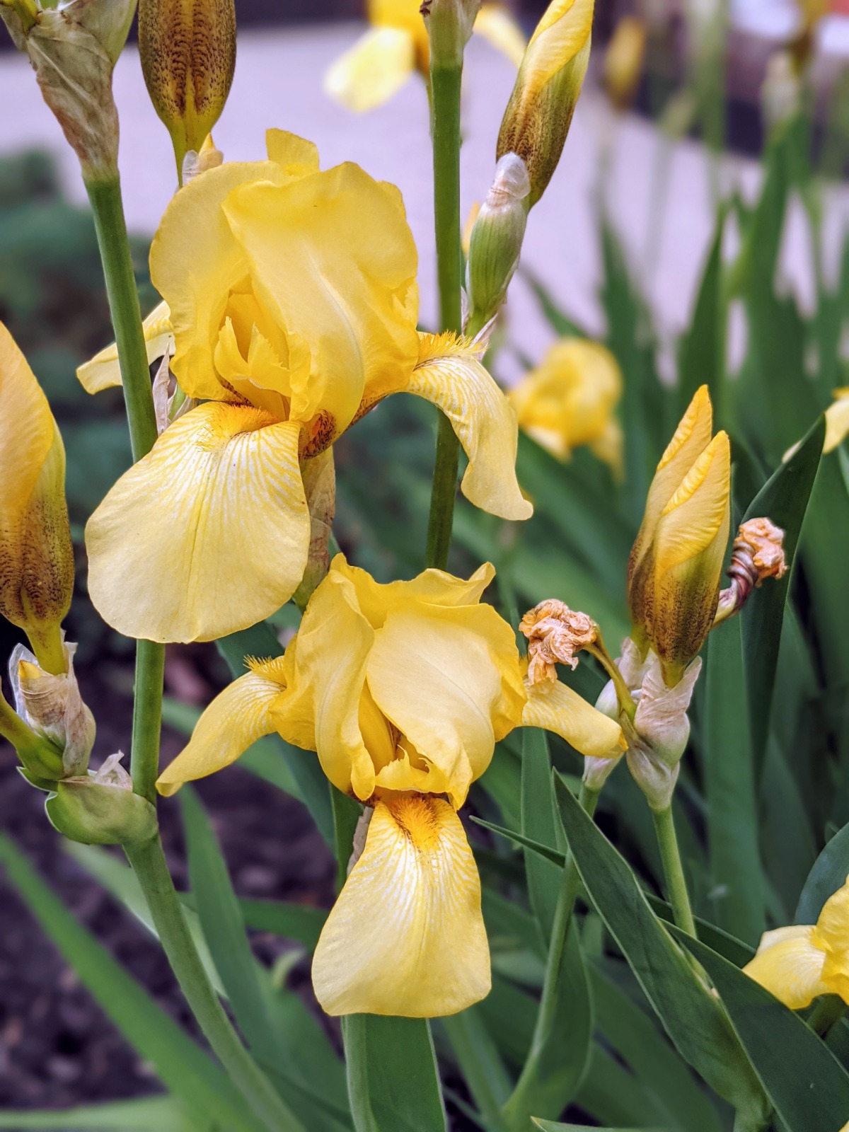 Yellow Irises - Learn How to Transplant Iris Flowers