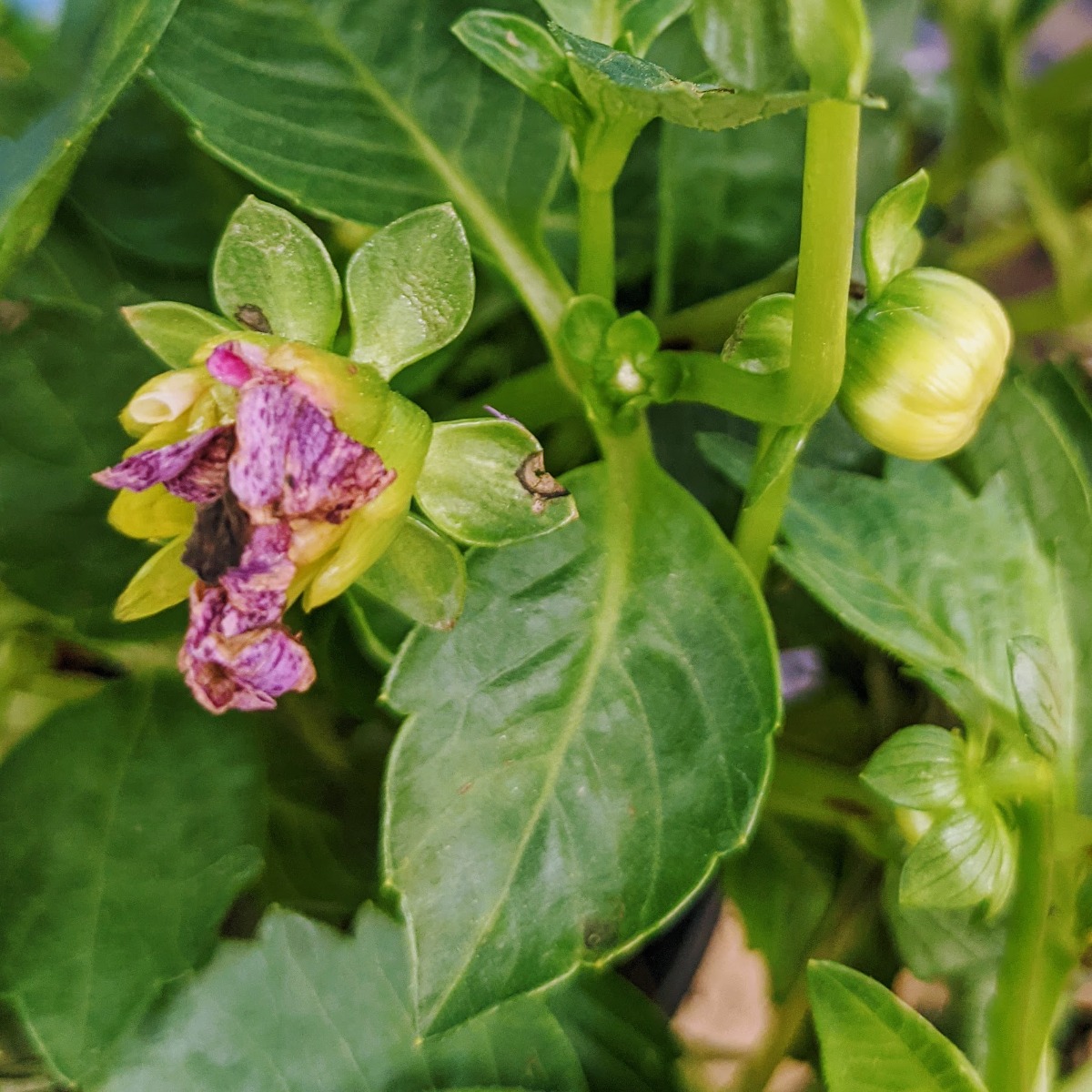 Dahlia deadhead on the left and dahlia bud waiting to bloom on the right