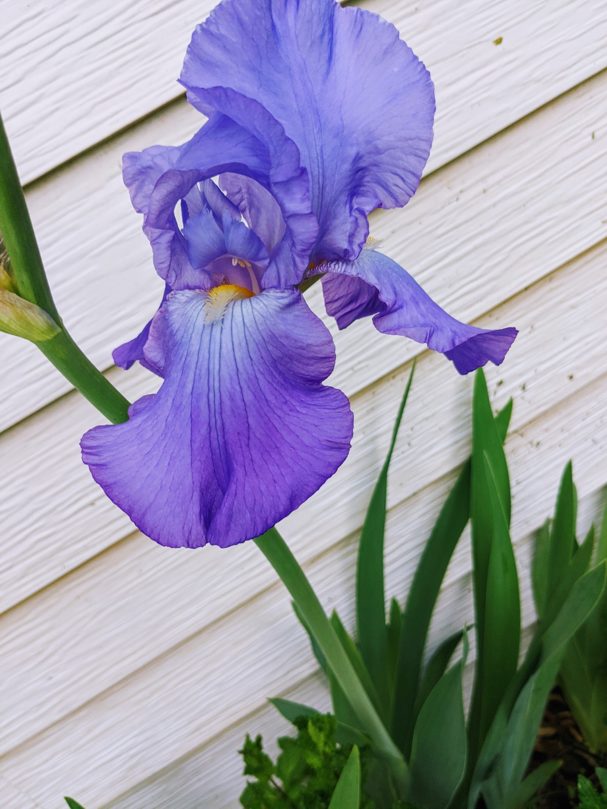 Purple Flags Irises blooming in spring