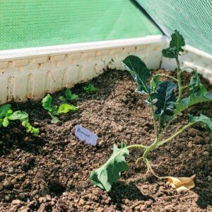 Broccoli Companion Plants – What to Grow Near Broccoli (And What to Avoid)