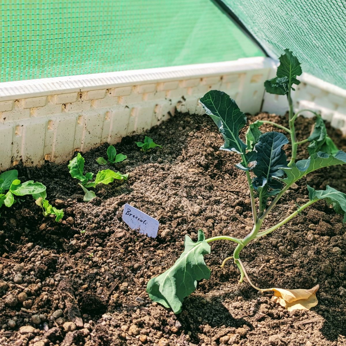 Lettuce and broccoli growing together in a raised bed with a greenhouse cover