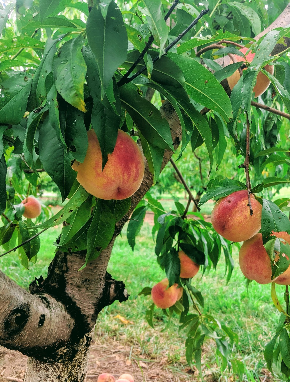 Mature peach tree full of peaches at a local orchard