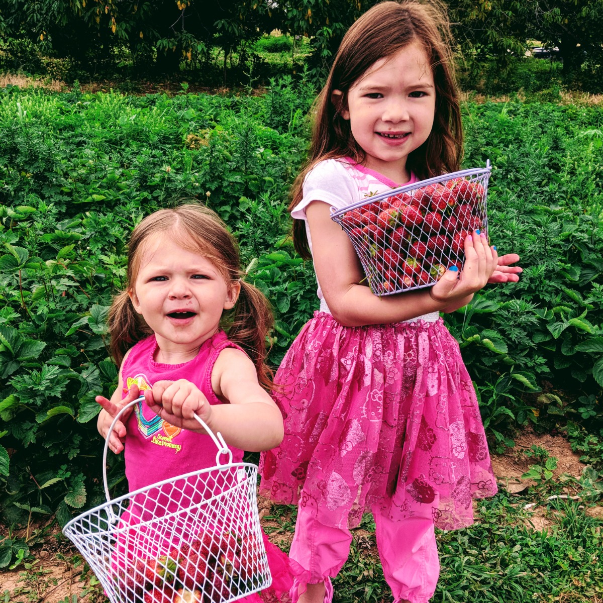 Two sisters picking strawberries - National Picking Strawberries Day is a great time to look for local strawberry farms