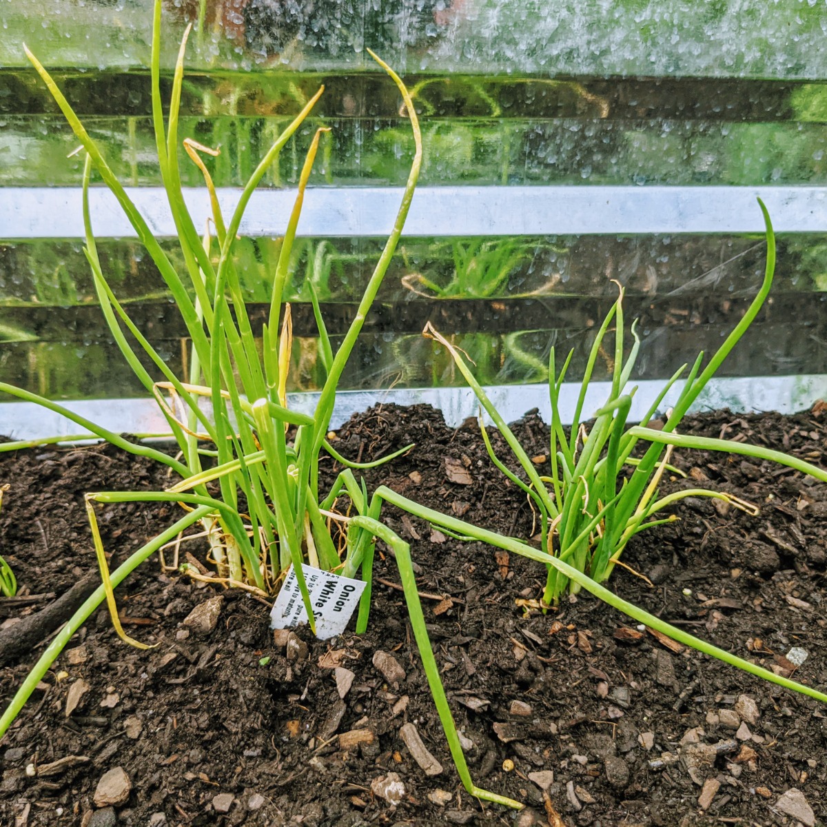Onions in the Garden - Onion Companion Plants