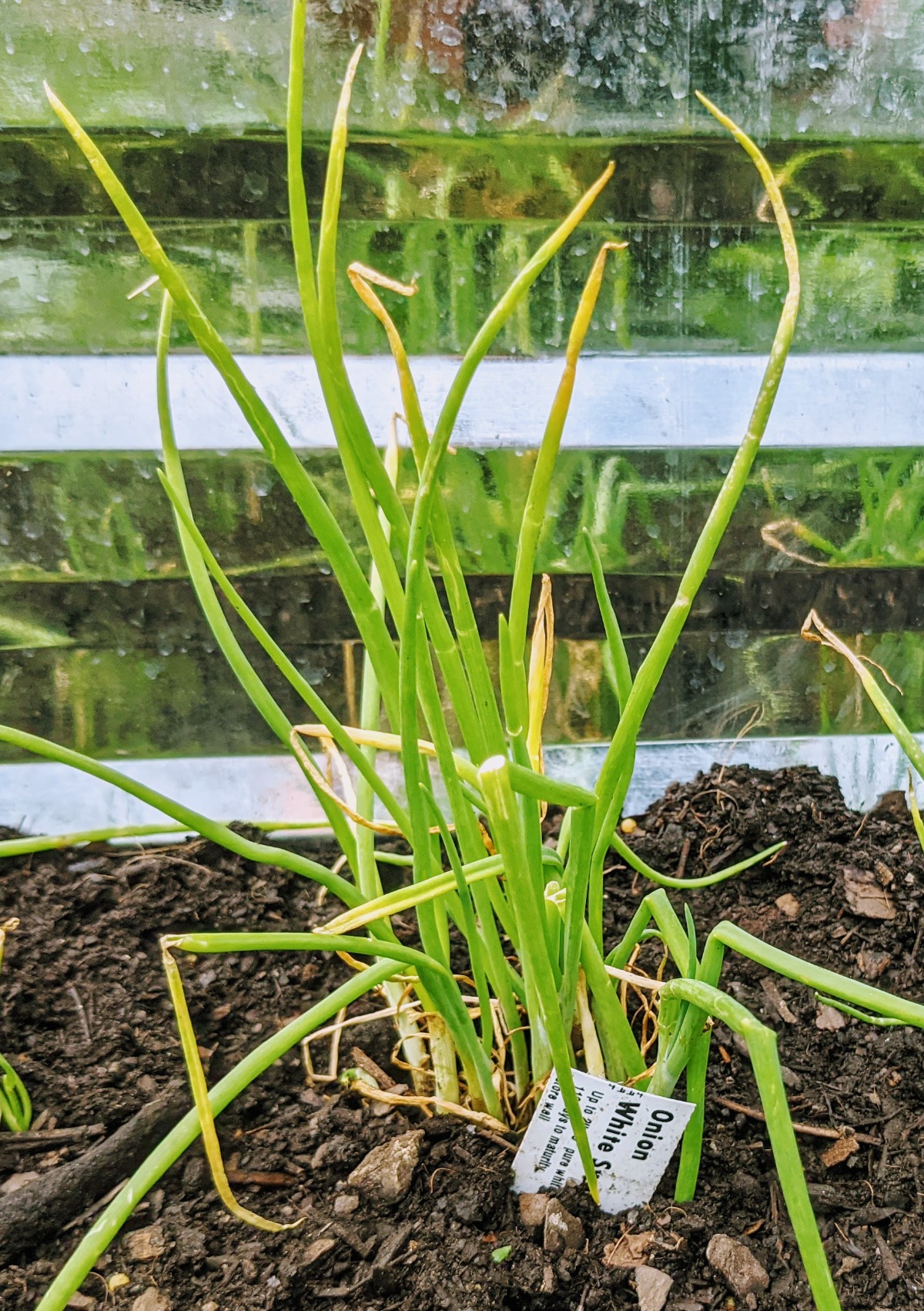 Onion Sets Growing in the garden - Finding Onions Companion Plants 