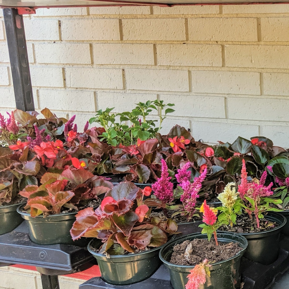 Begonias and Celosia sold as annuals at Produce Junction in 2019