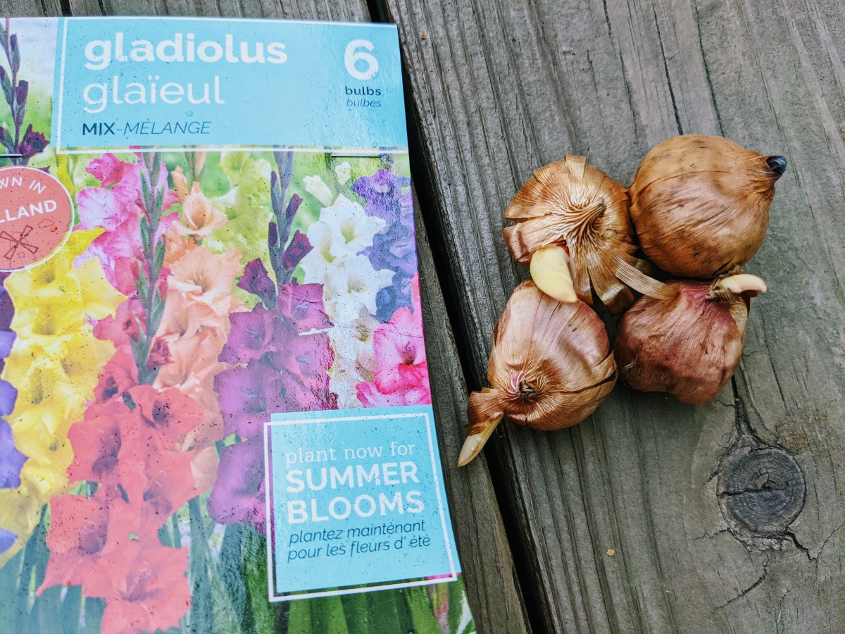 Package of Gladiola bulbs with some growing tips