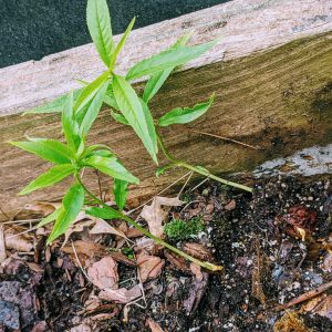 How to Grow a Peach Tree from Seed: Starting from a Peach Pit