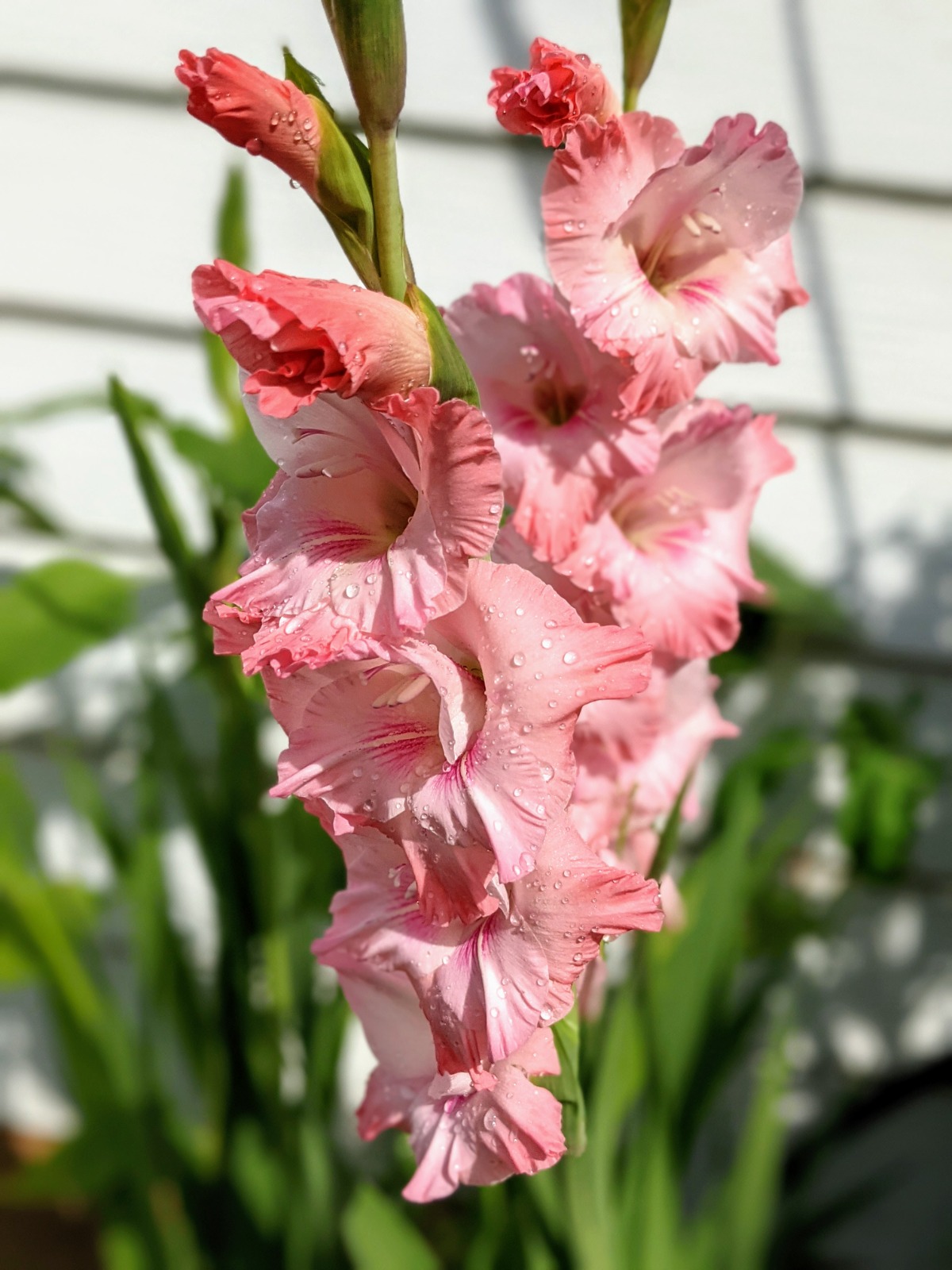 Pink Gladiolus Transplanted from bulbs in 2021 garden