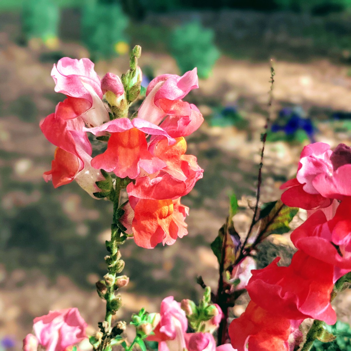 Pink and orange snapdragons at Airlie Gardens in NC