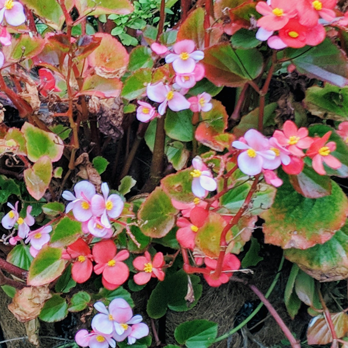 Are Begonias Perennials or Annuals - Pink and Red Flowers