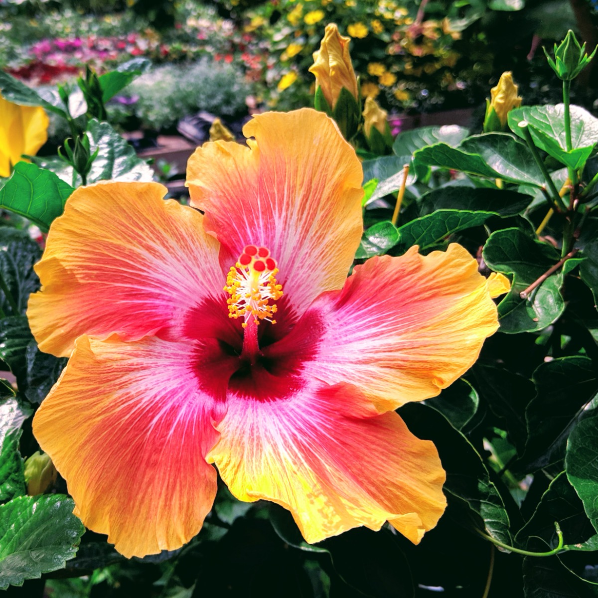 Pink and Orange Hibiscus Plant