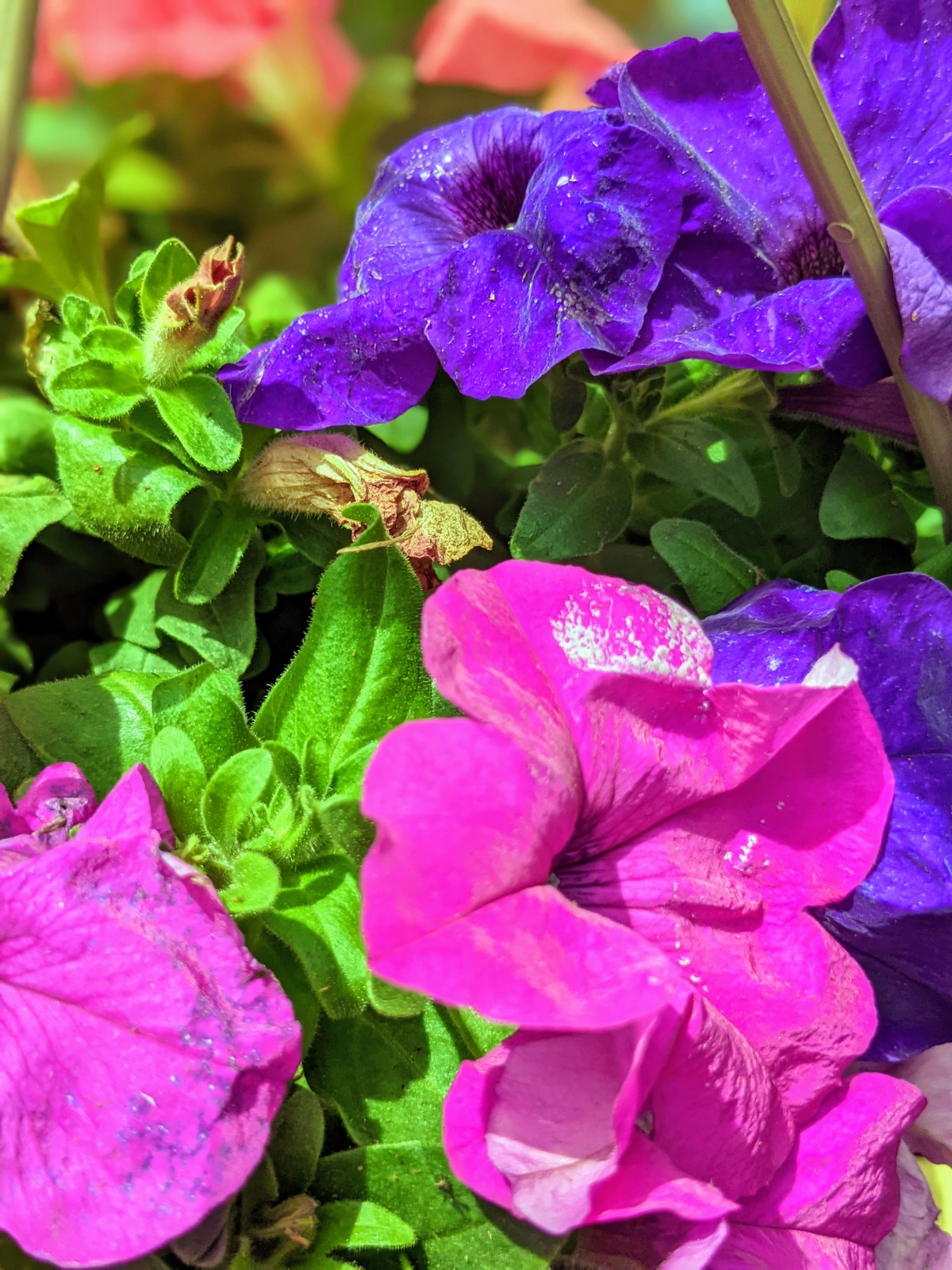 Pink and purple petunias - many flowers become more productive with deadheading.