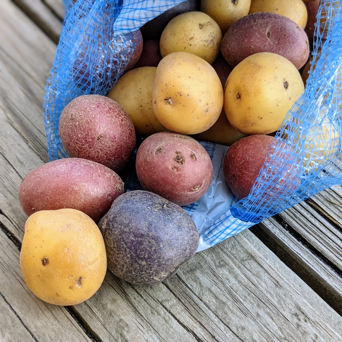 Gemstone Potatoes - Red, White, and Purple - Potato Companion Plants