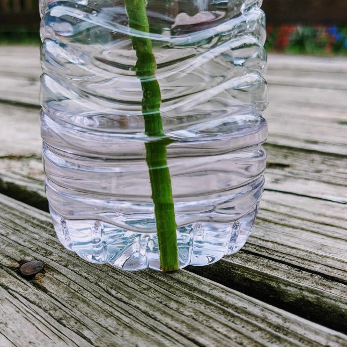 Propagating Grape Vines in Water