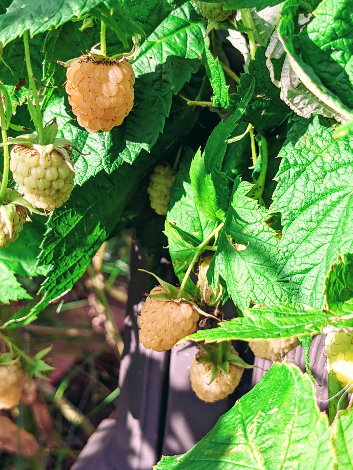 Pruning Yellow Raspberries