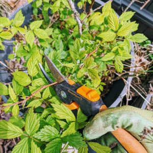 Pruning Raspberries – Trimming Everbearing & Summer-Bearing Crops