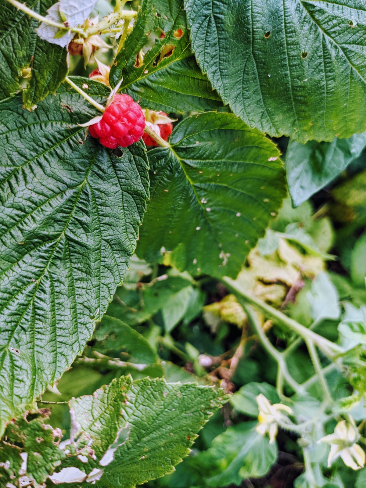 Pruning red raspberries depends on the type of bramble - everbearing or summer-fruiting