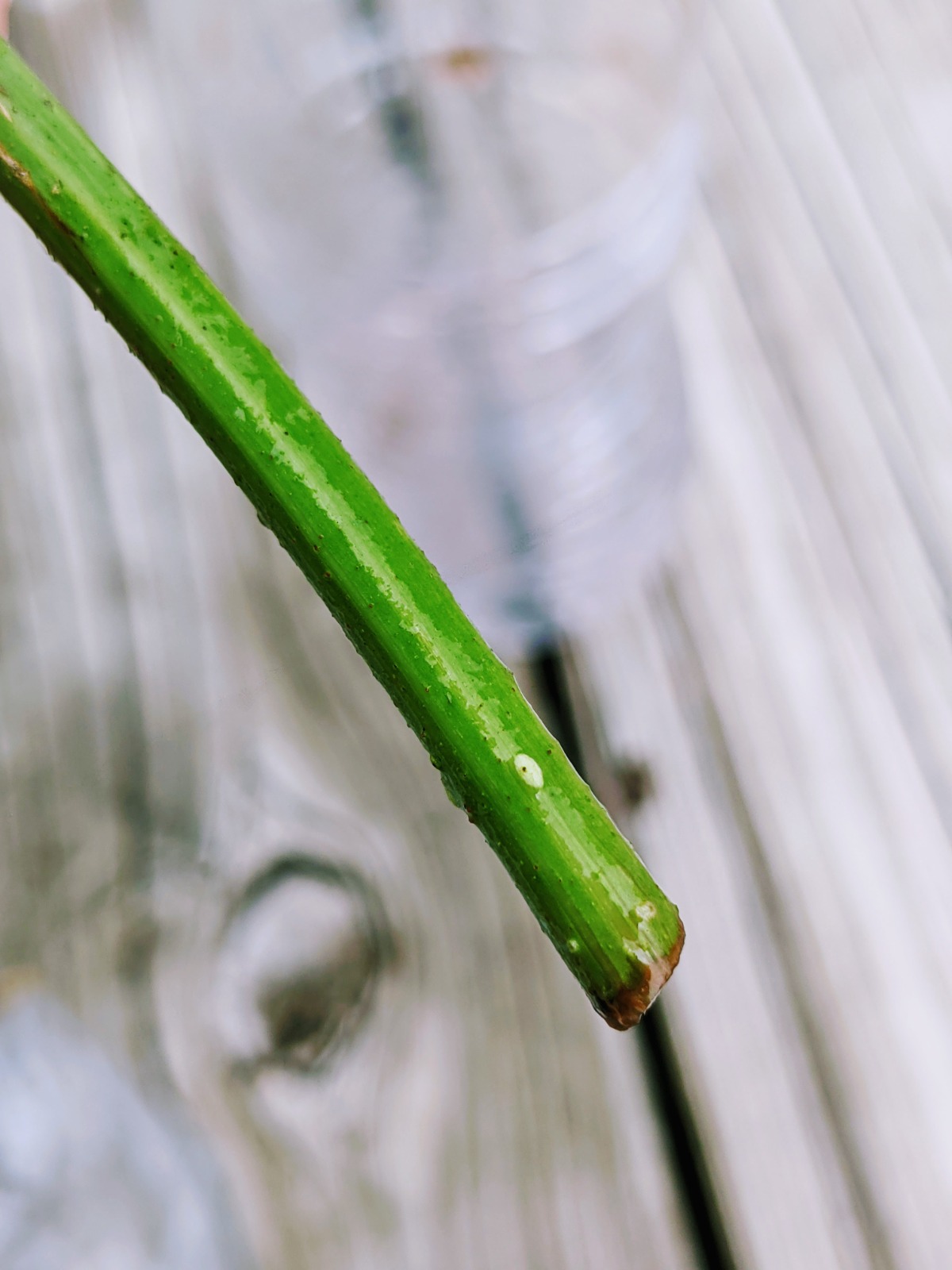 Notice the tiny white root forming on this grapevine cutting in water