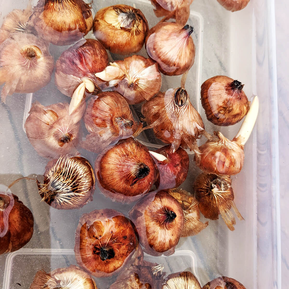 Soaking Gladiolus Corms - some growing points are visible