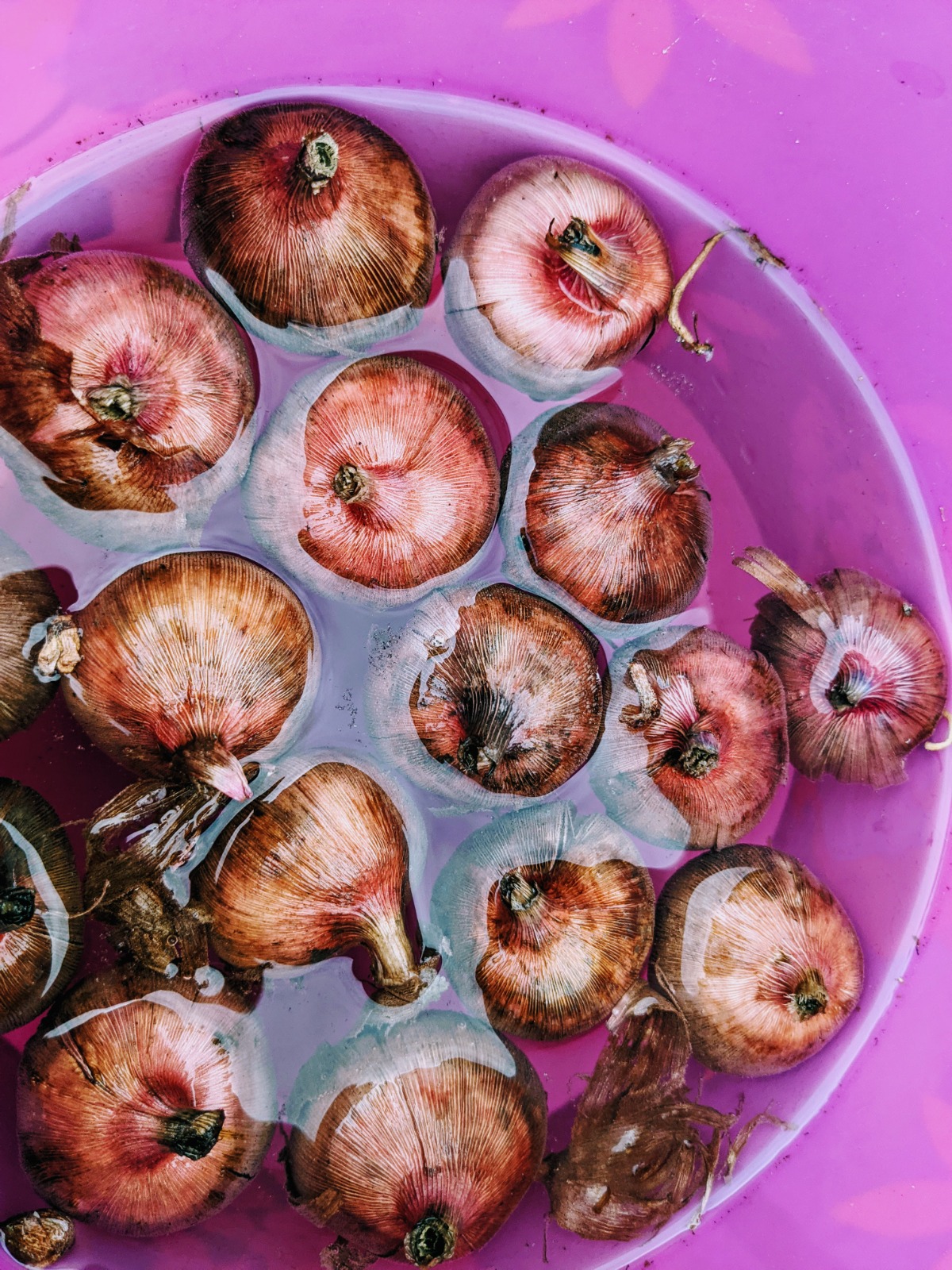 Soaking Gladiolus Corms in a purple bucket