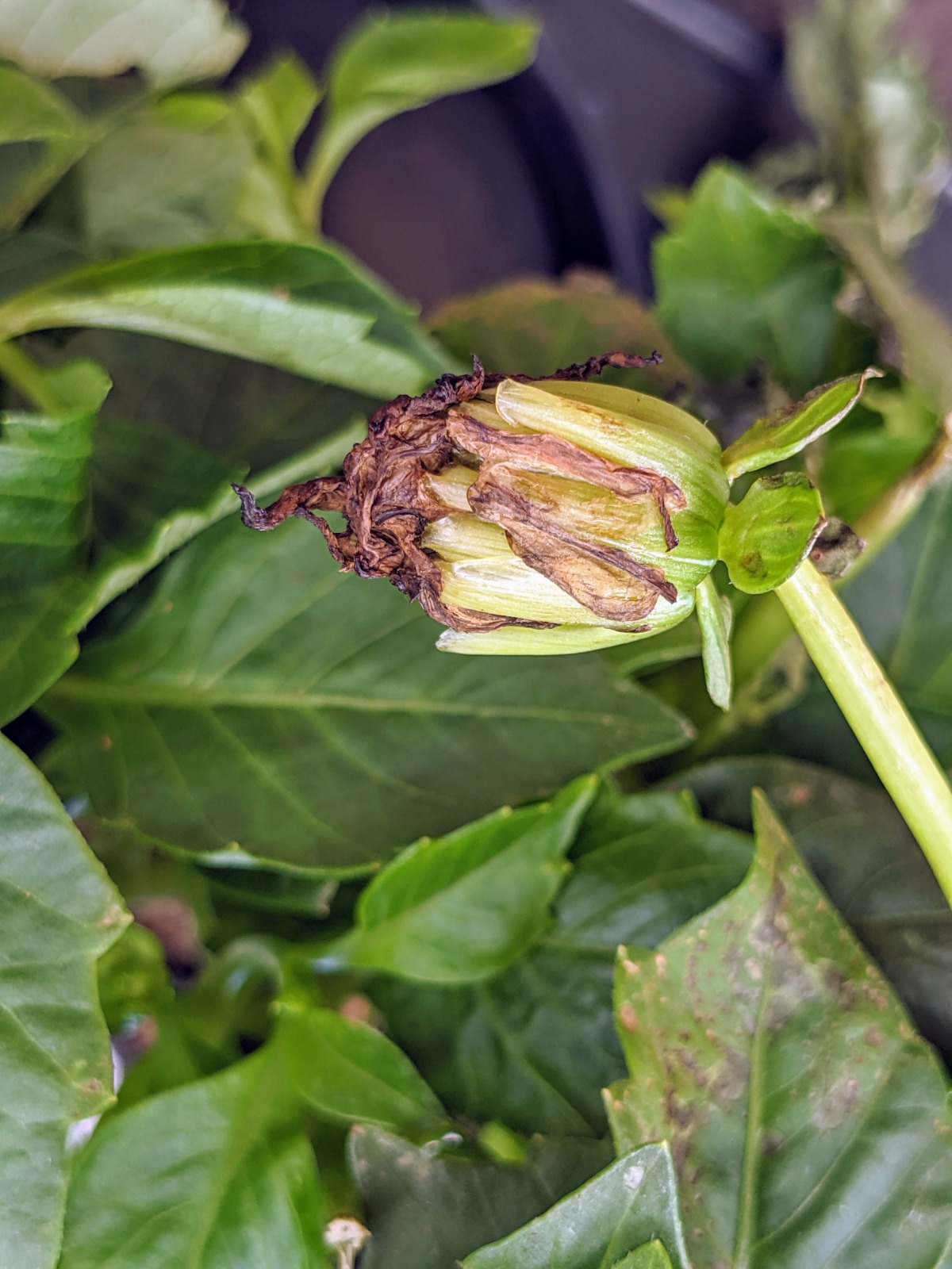 Dahlia deadhead with dried petals showing