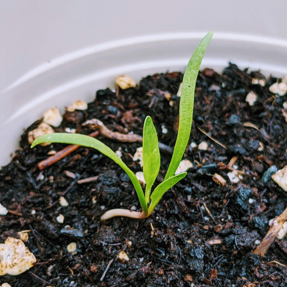 Growing Spinach in Pots is easy and convenient.