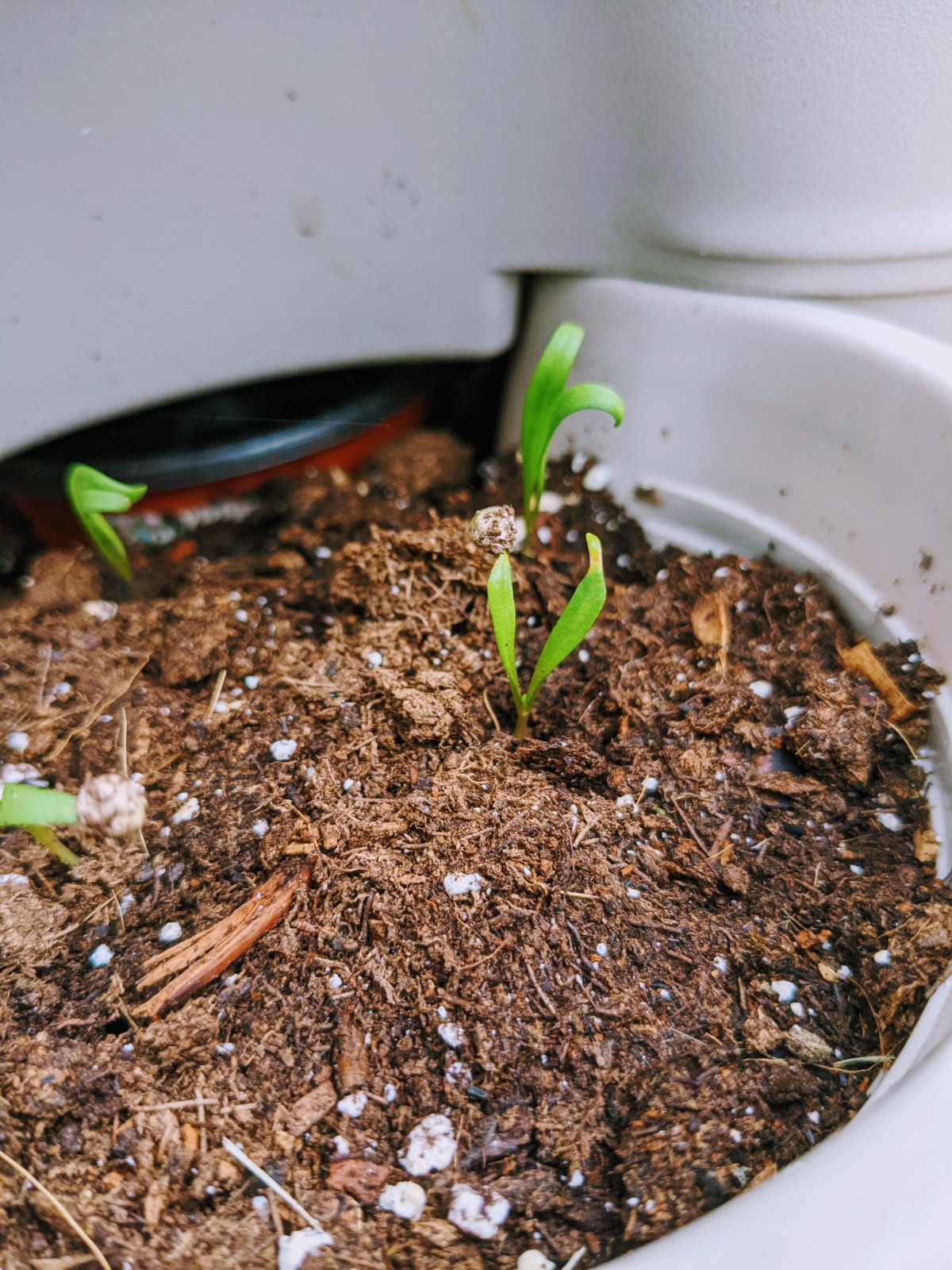 Tiny Spinach Seedlings look almost like grass!