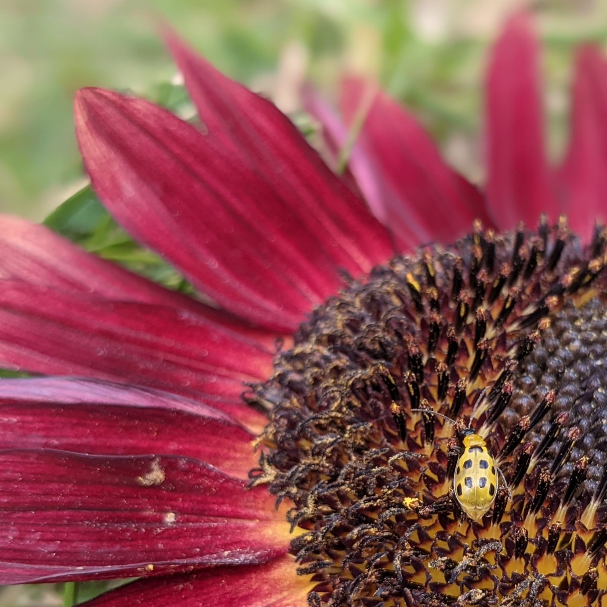 Spotted Cucumber Beetle on Red Sunflower