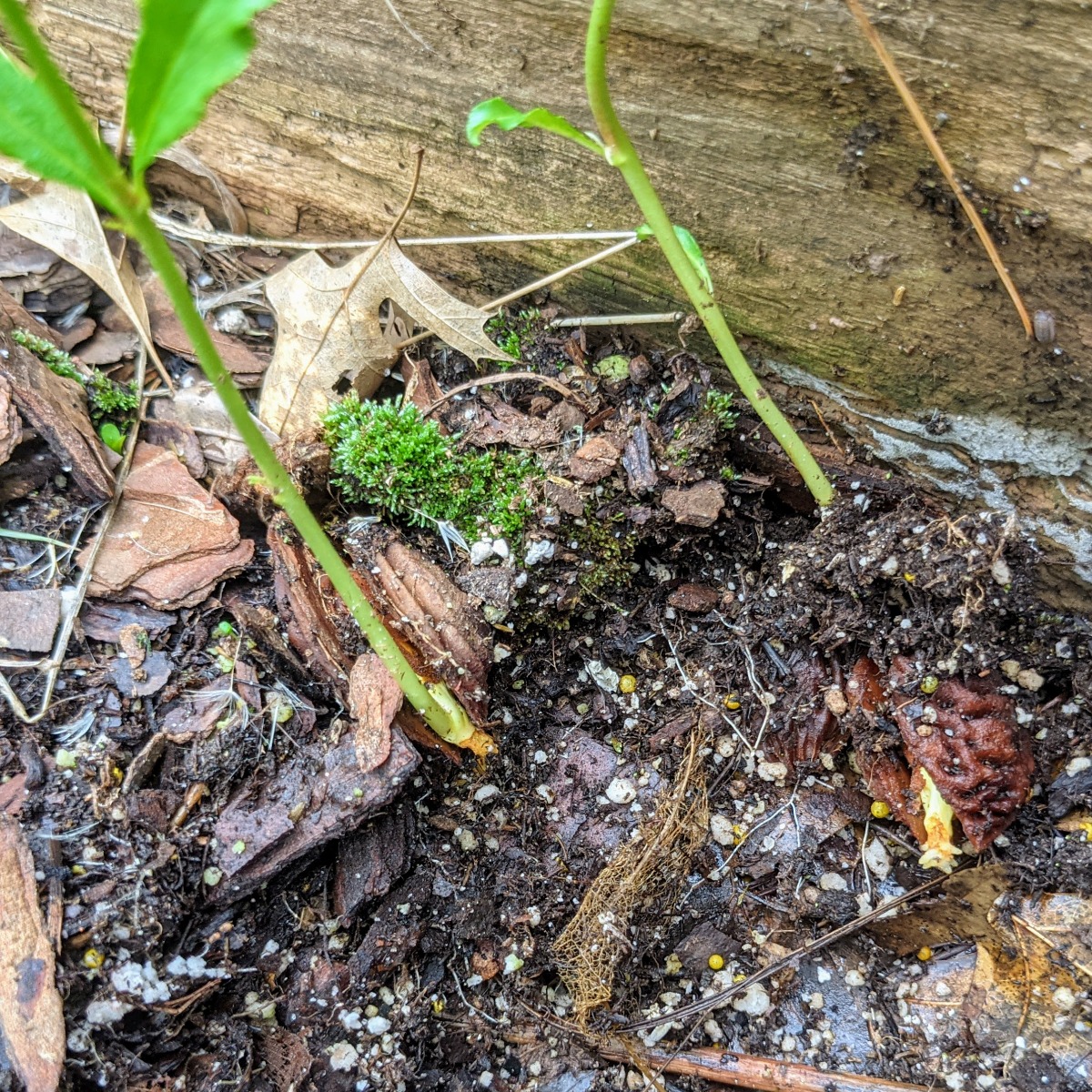 Sprouted peach pits with roots growing from seed in a raised bed