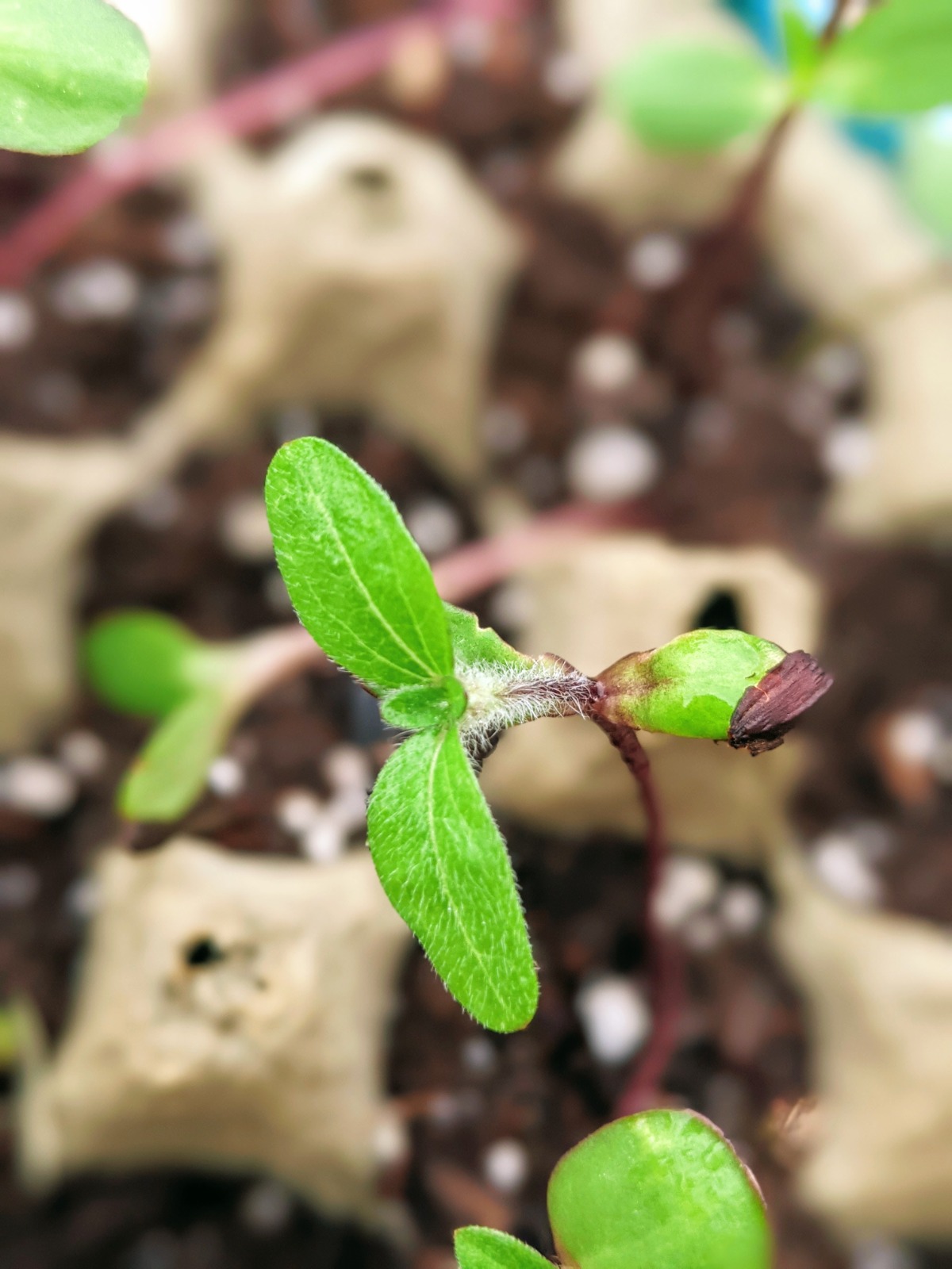 Sunflower Seedling growing in an egg carton