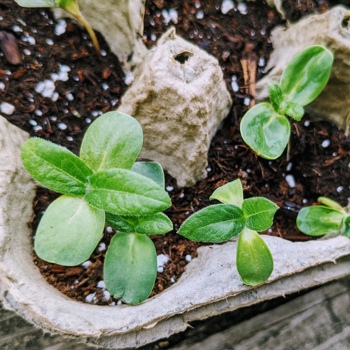 Starting Sunflowers Indoors from Seed in Egg Cartons