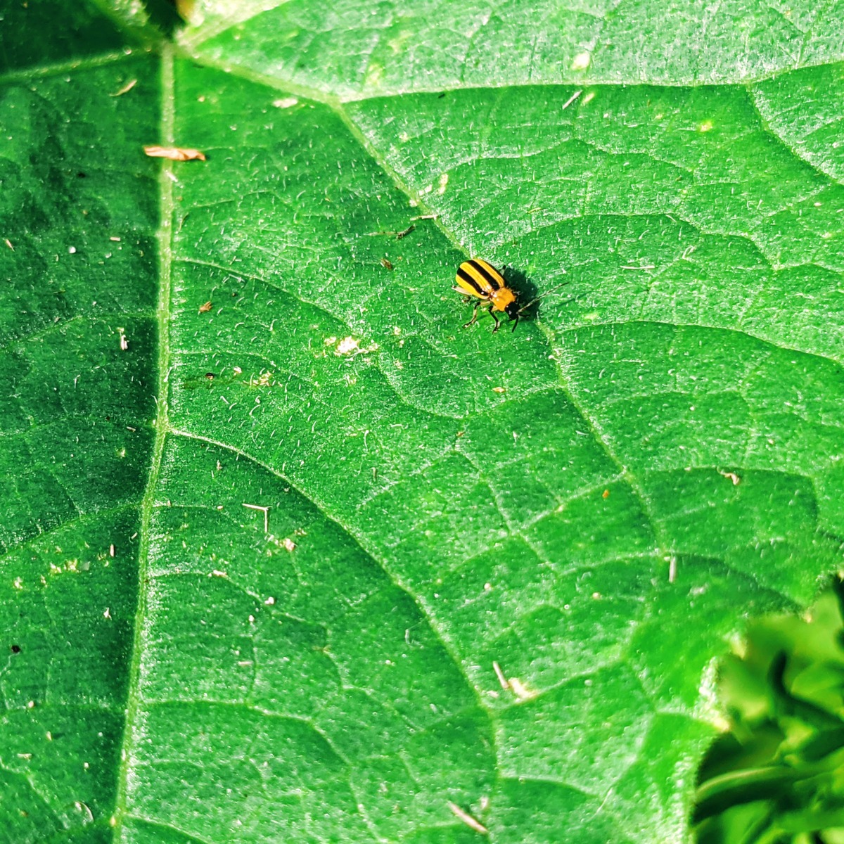 Striped Cucumber Beetle Bug on Large Leaf
