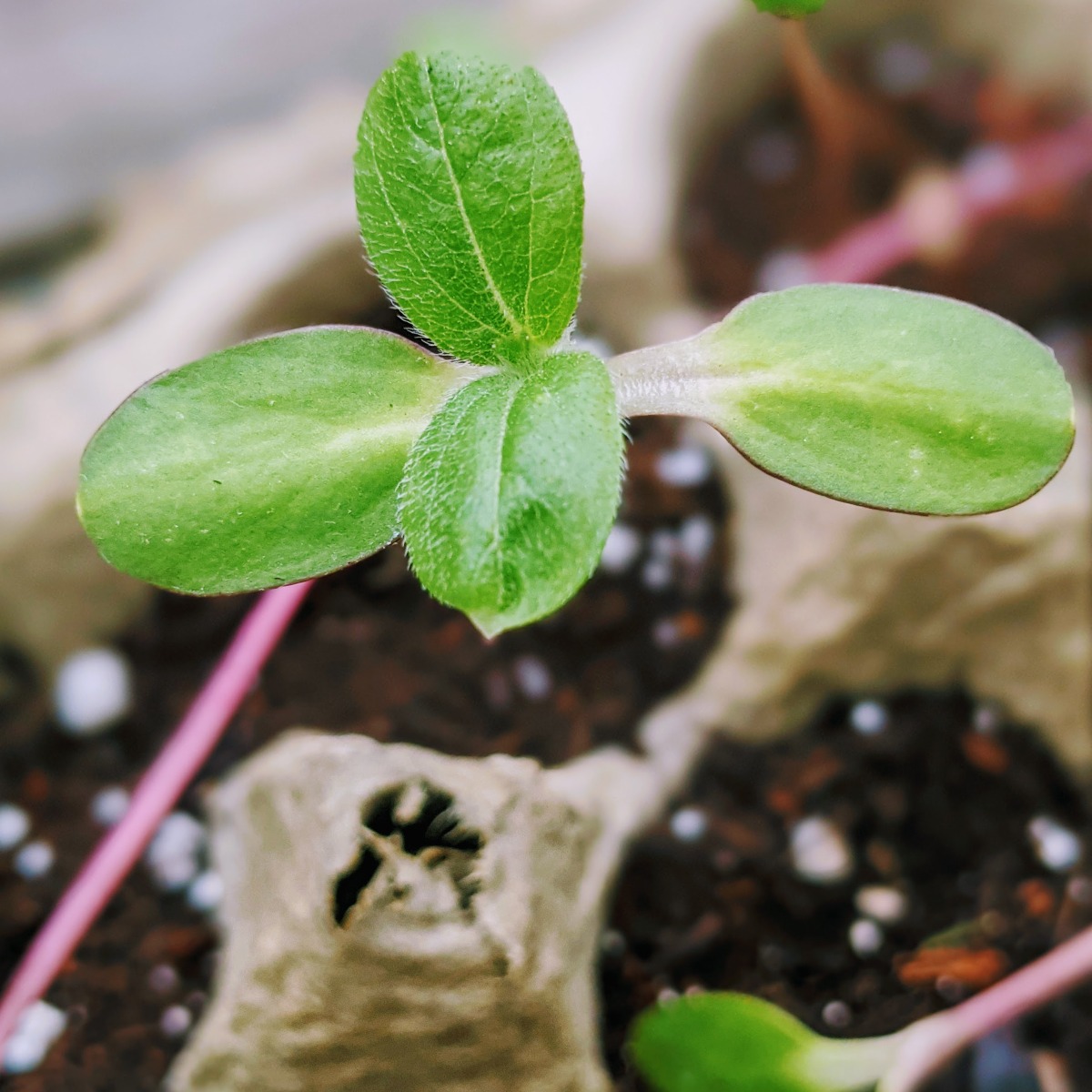 Sunflower Seedling in egg carton