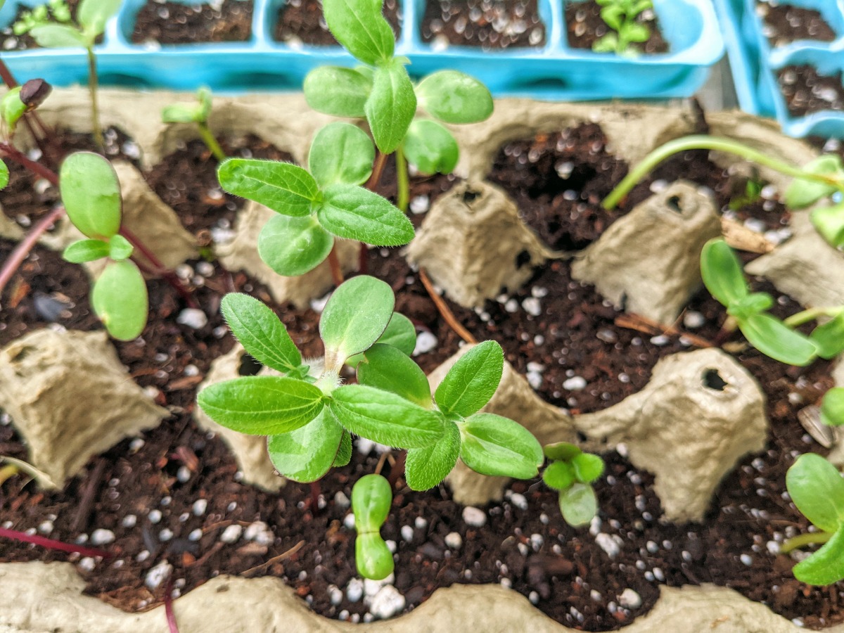 Lots of sunflower seedlings in egg carton