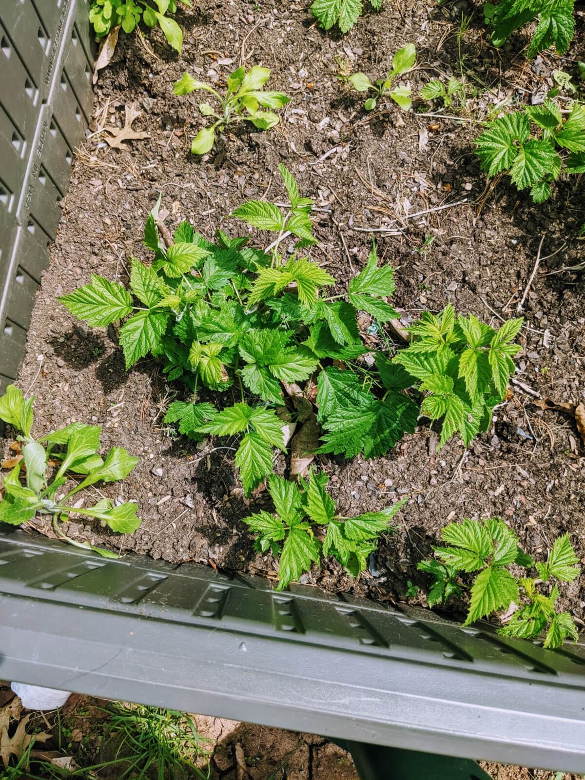 Tidy up old raspberry canes when pruning