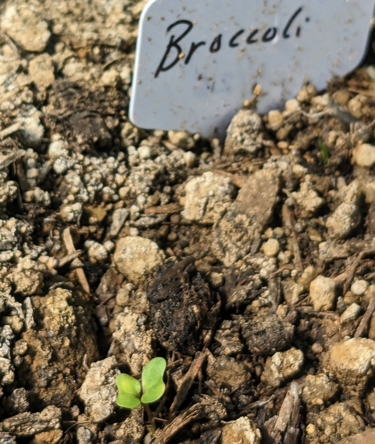 Tiny broccoli seedling in soil next to a Broccoli plant tag