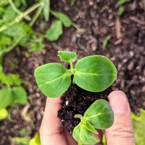 Transplanting Cucumber Seedlings: Replanting Cukes Outside