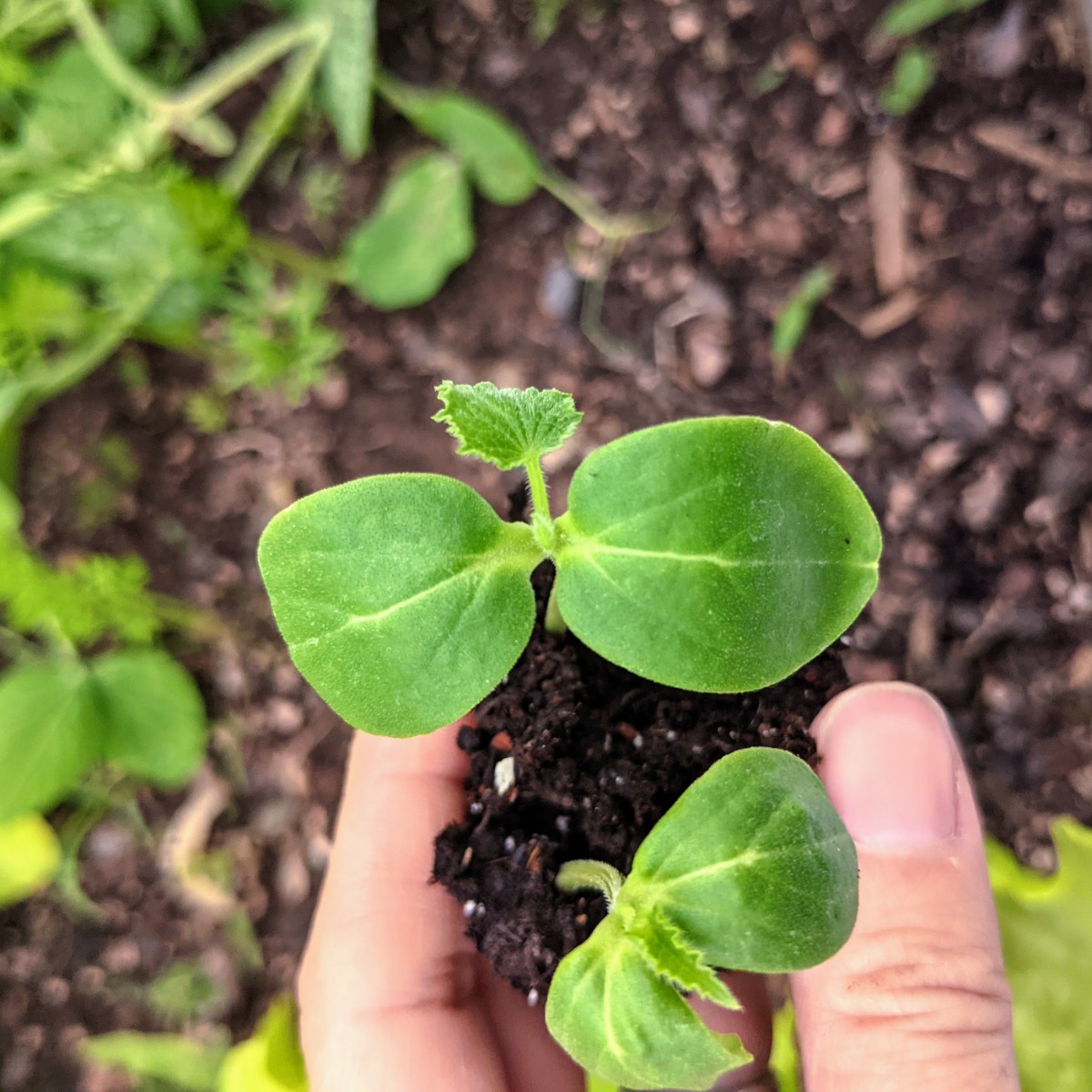 Transplanting Cucumber Seedlings in the Garden