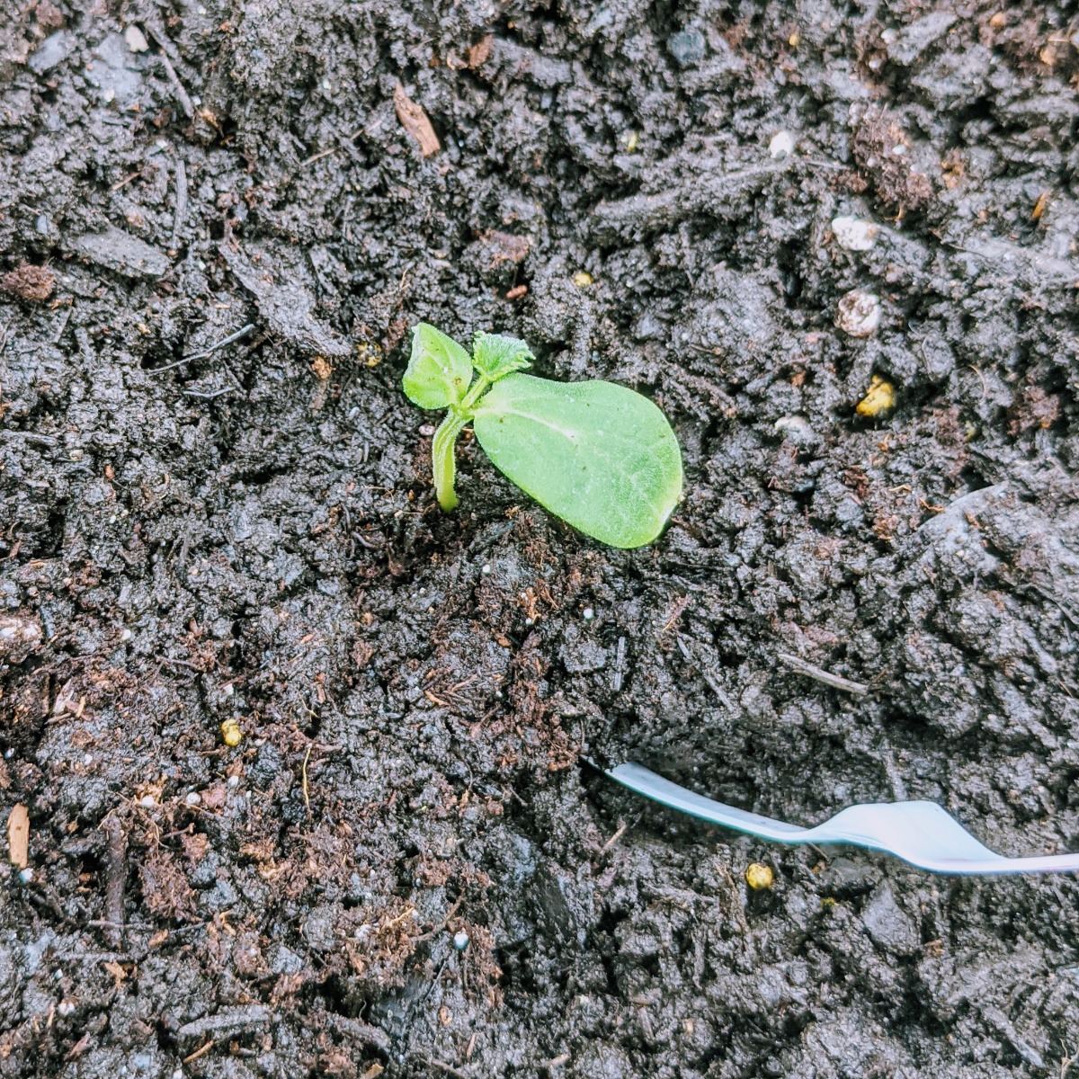 Transplanting Cucumbers from seedlings outdoors