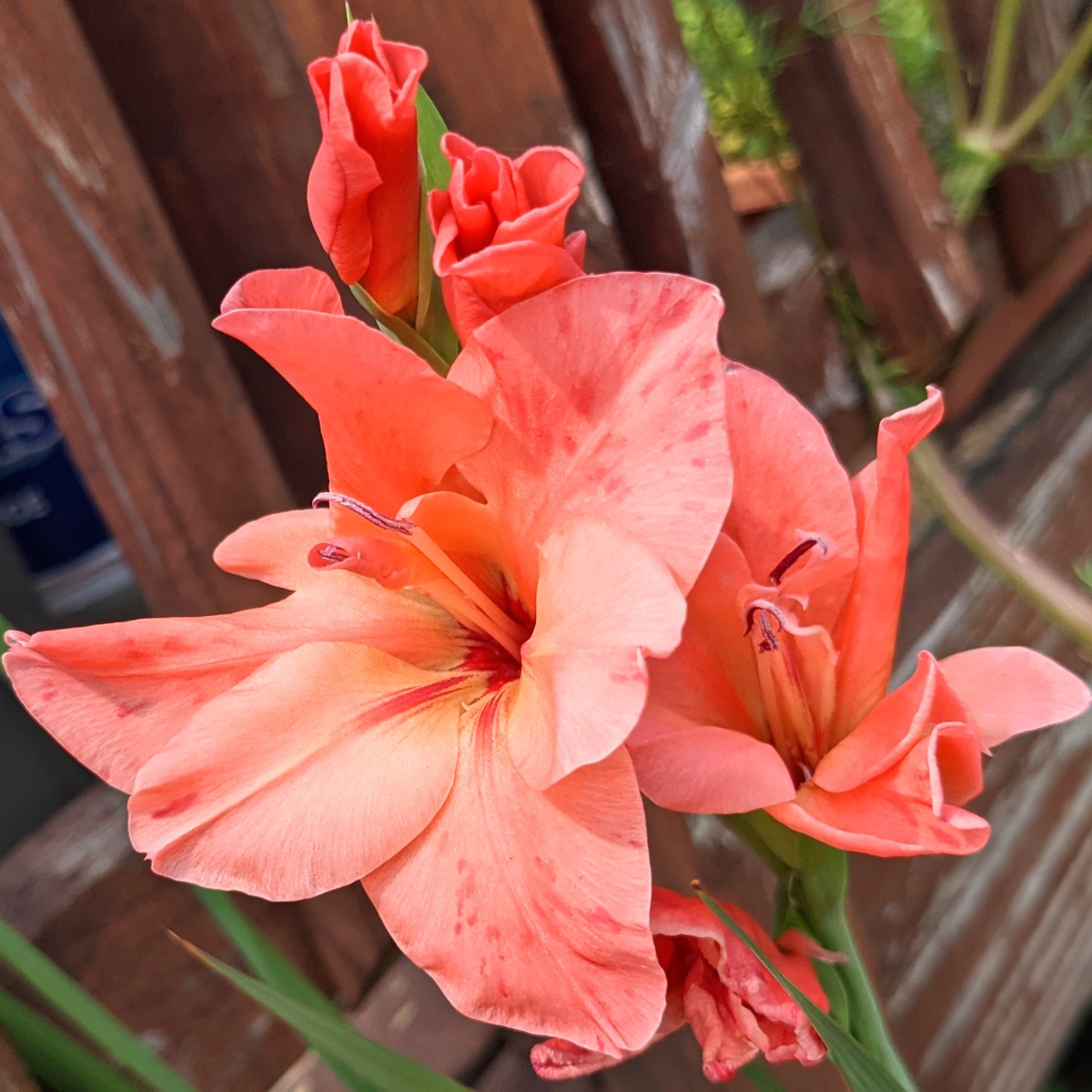 Peach Coral Gladiola - Transplanting Gladiolus bulbs in spring