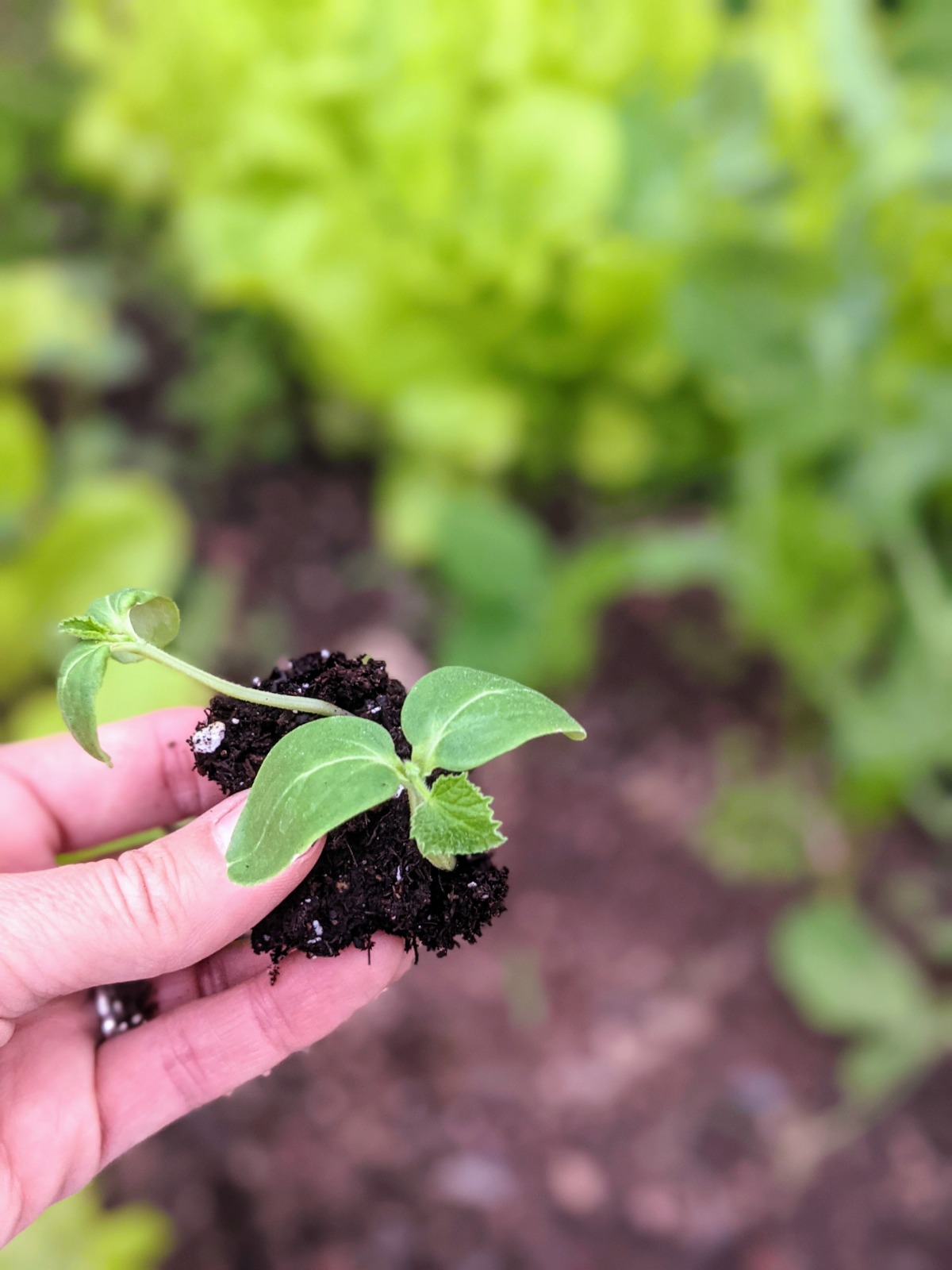 Transplanting Pickling Cucumber Seeding Outside