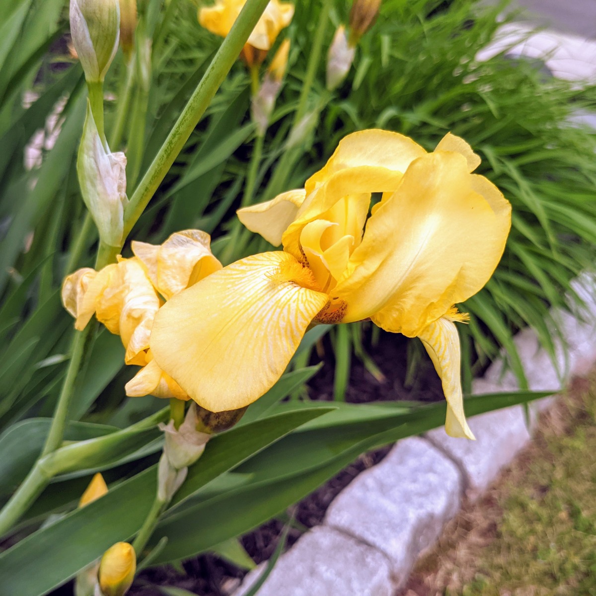 Transplanting Irises - Yellow Irises I shared with my bff back in 2008 are now stunning!