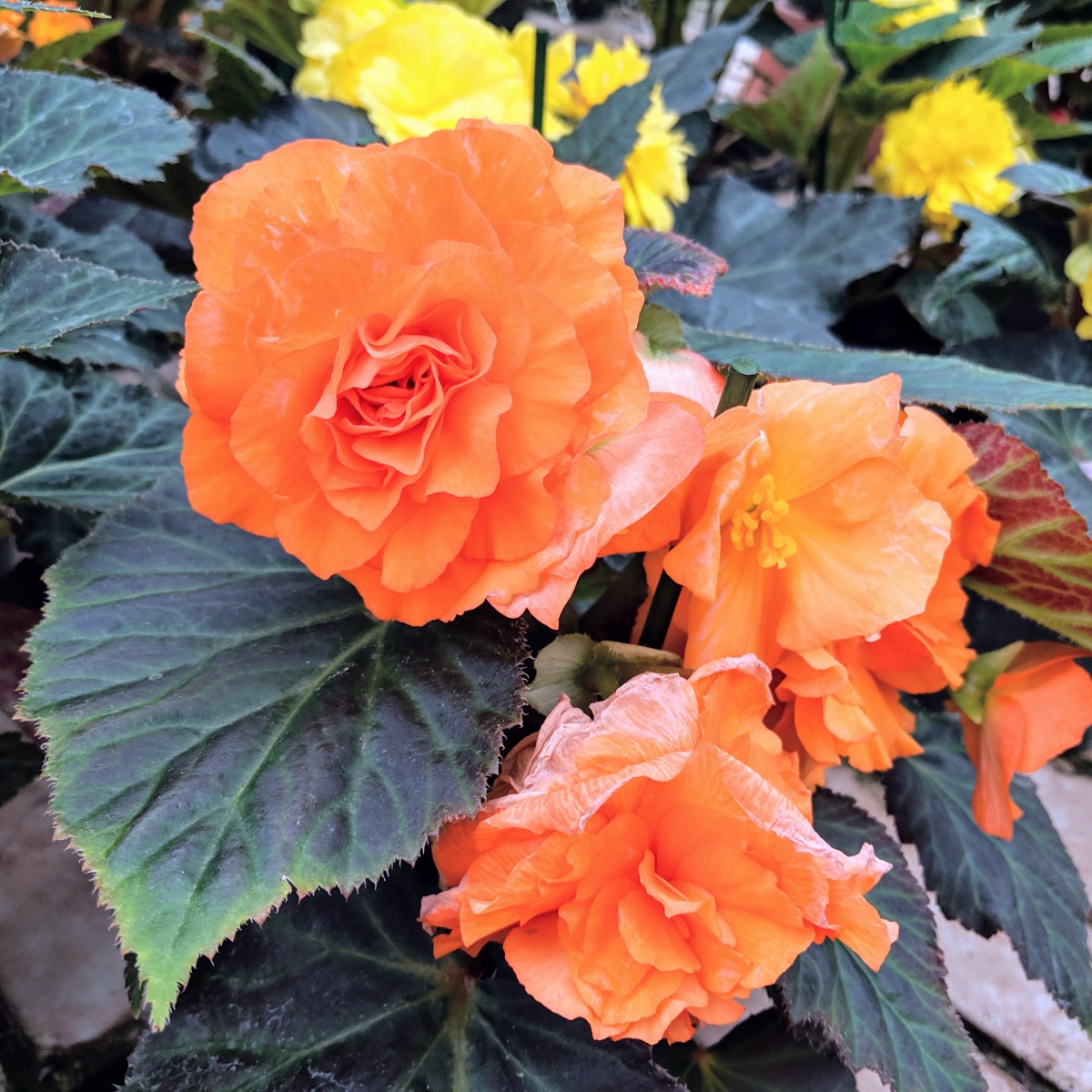 Tuberous Orange Begonias from Ott's Greenhouse