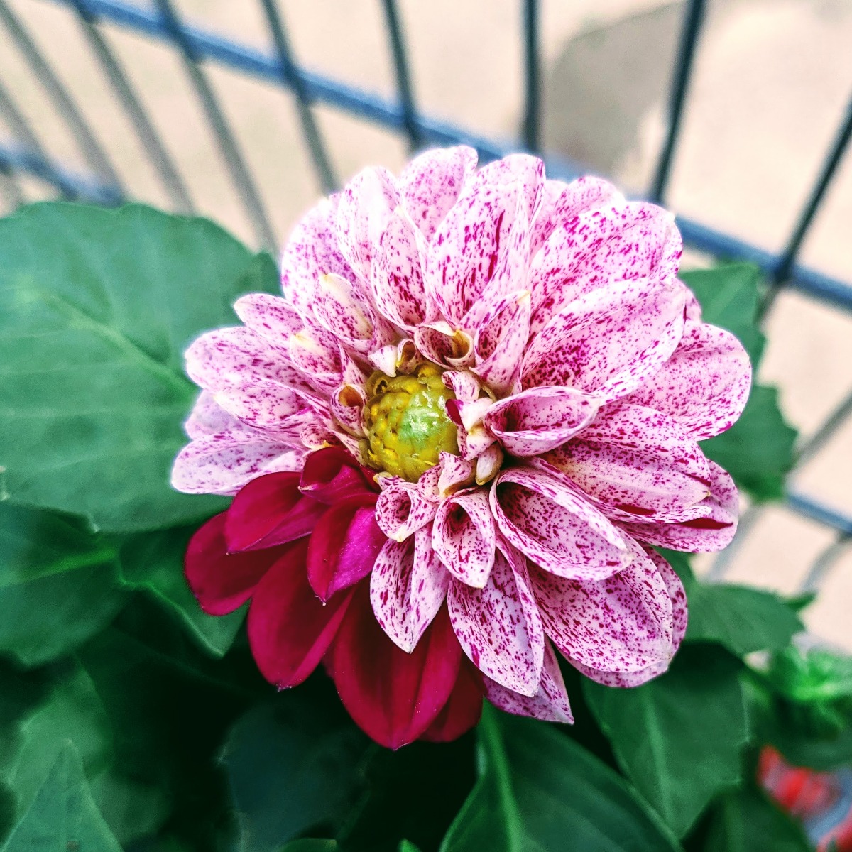 Unique Color Block and Speckle Dahlia