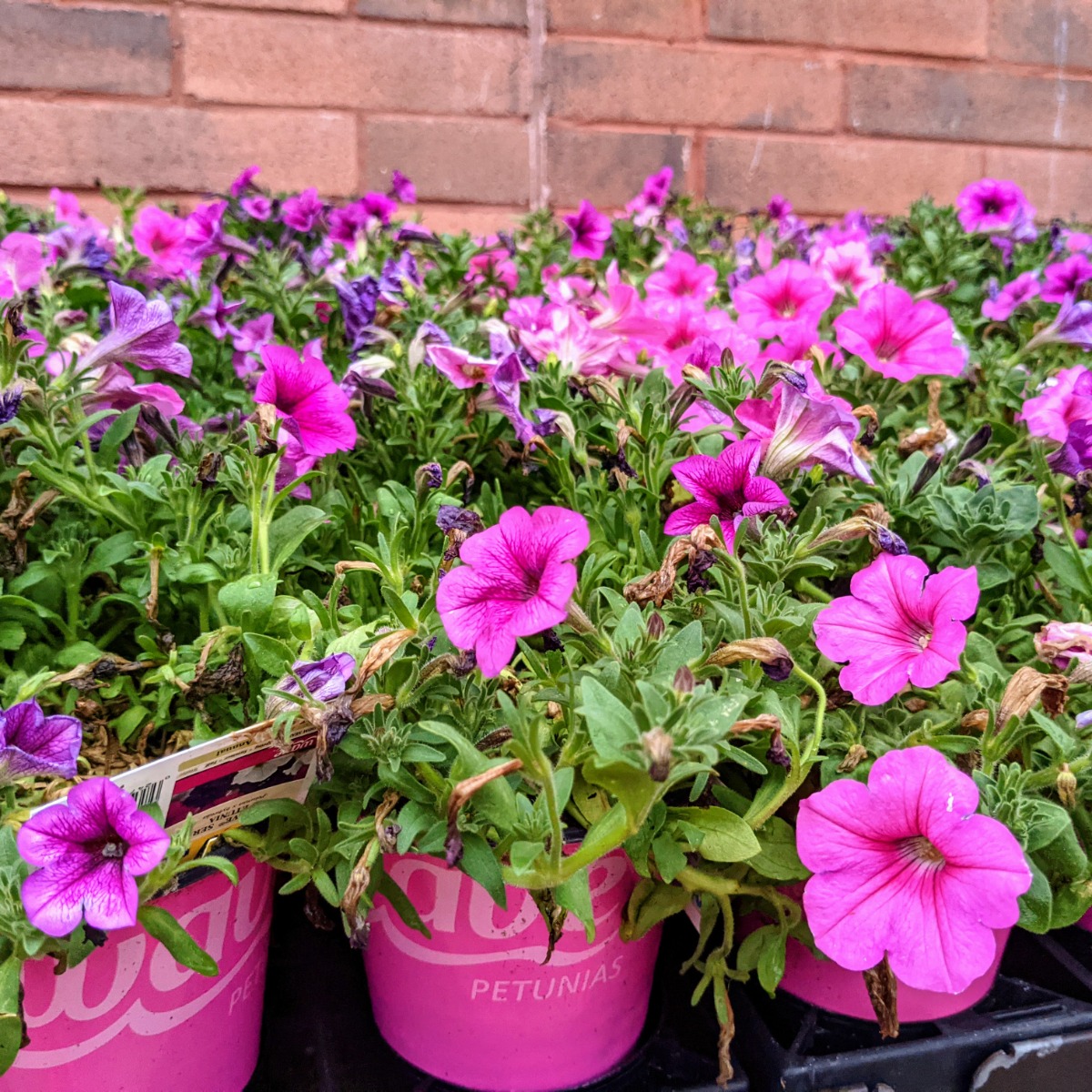 Wave Petunias in shades of pink