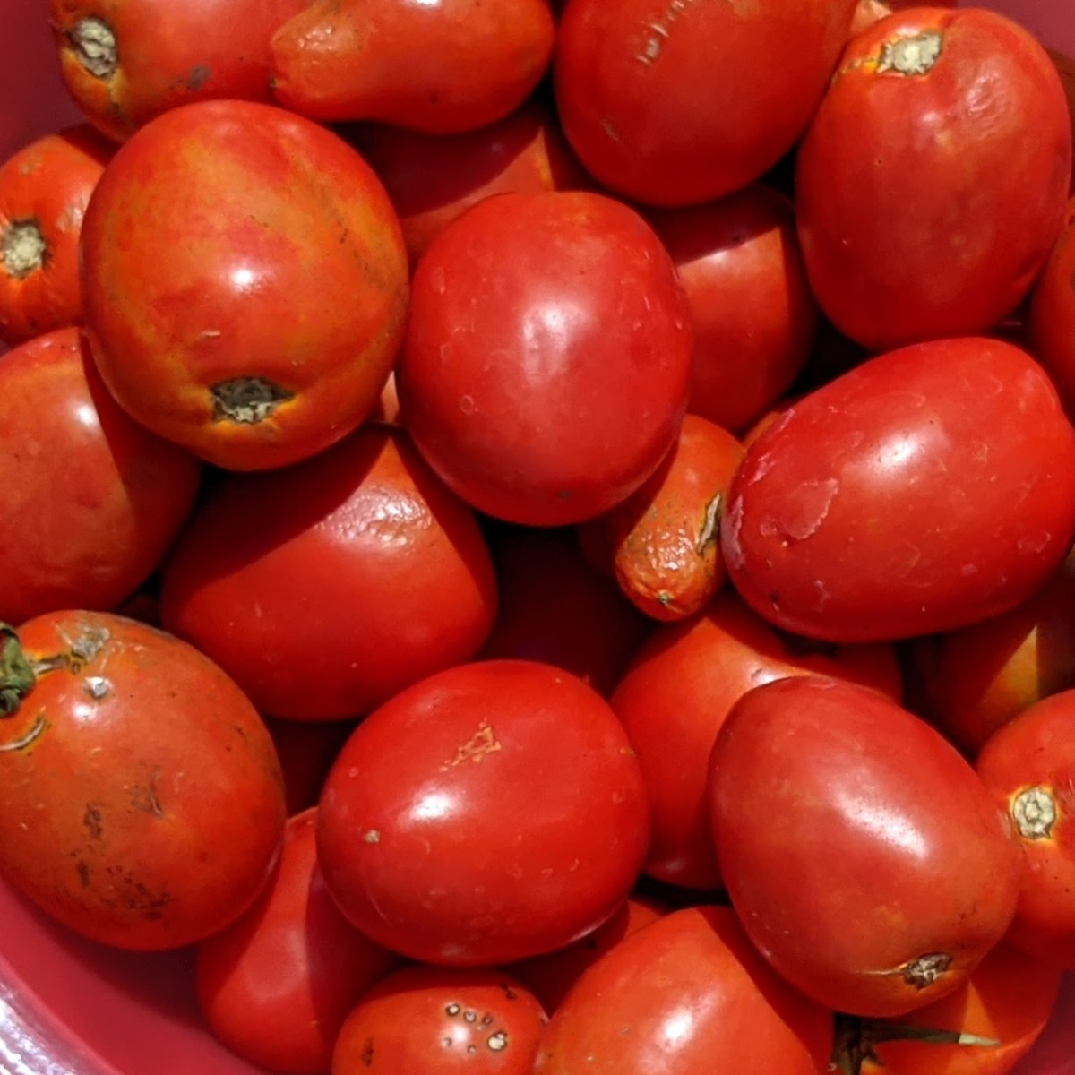 Large batch of Roma paste tomatoes