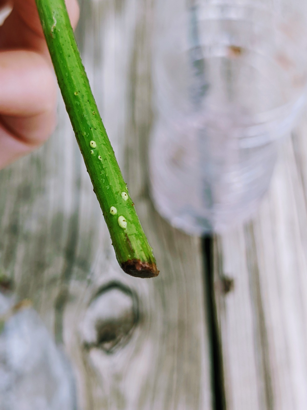 White roots forming on a green grapevine cutting in 2022