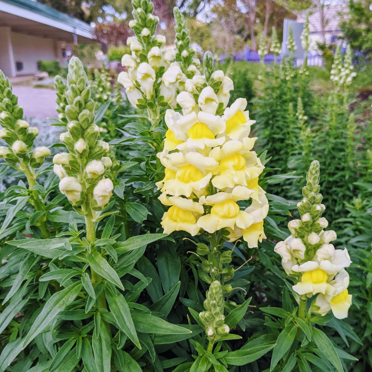 Yellow Snapdragons at Airlie Gardens in North Carolina